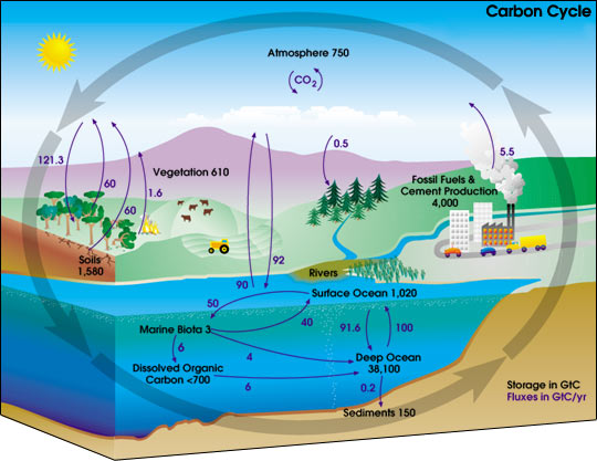 Ciclo del carbono